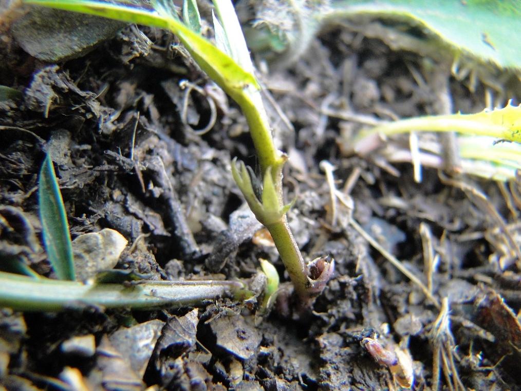 Lathyrus linifolius / Cicerchia a foglie di lino